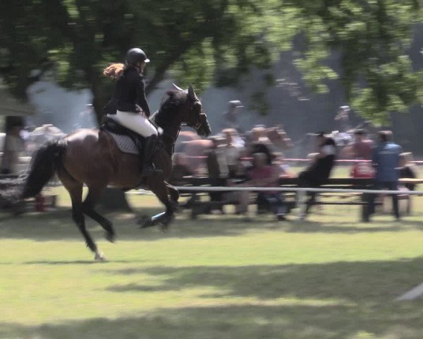 Reitturnier Schwittersdorf-Beesenstedt 2023