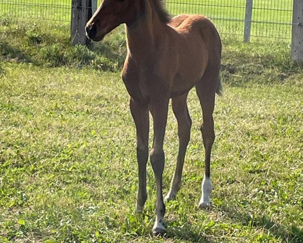 Pferd Arielle AK (Deutsches Reitpony, 2022, von Amicello)