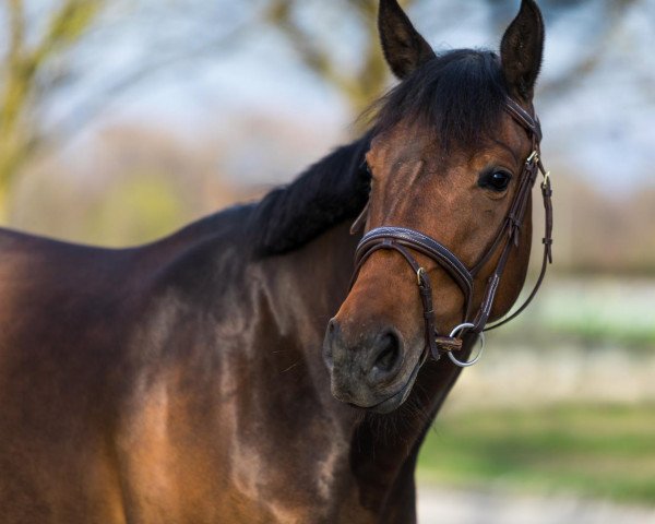 Pferd Royal Vittoria H (Holsteiner, 2017, von Vagabond de la Pomme)