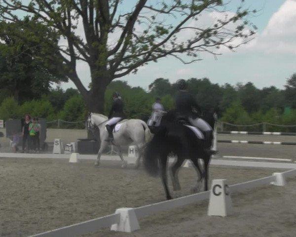 Reitturnier Handorf 2023