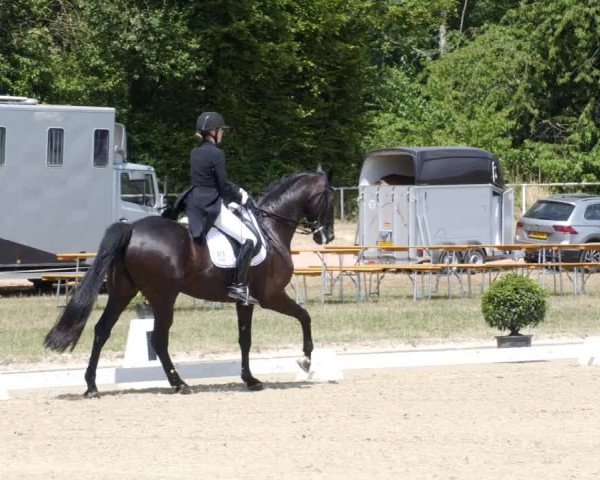 Reitturnier Heiligenwald 2023