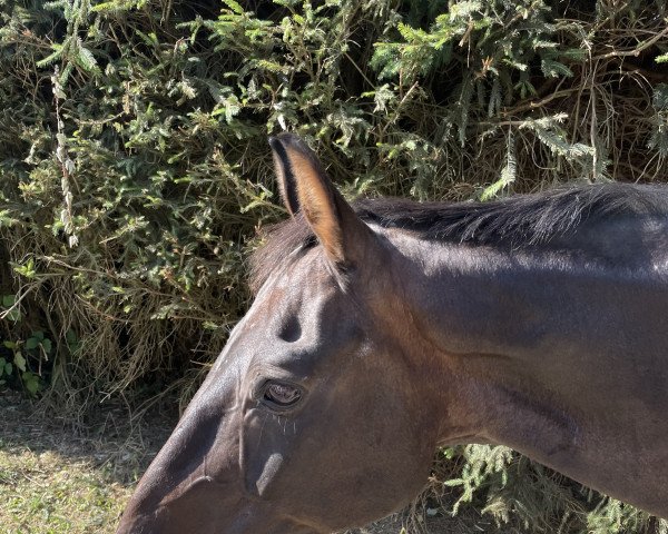 Pferd Dreamboy (Hannoveraner, 2000, von Donnerschlag)