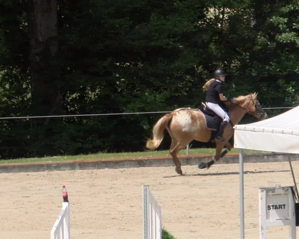Reitturnier Maienfeld 2023