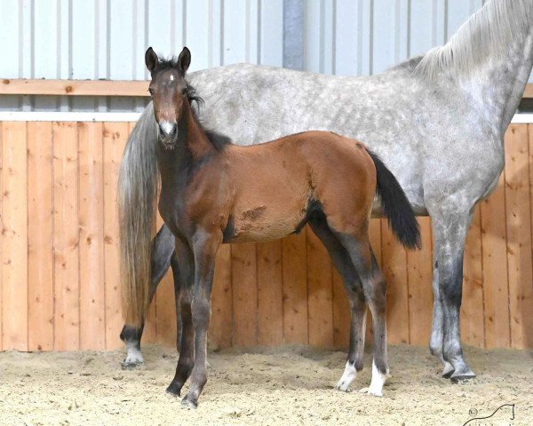 Zuchtstute Liski (Trakehner, 2022, von Finckenstein TSF)