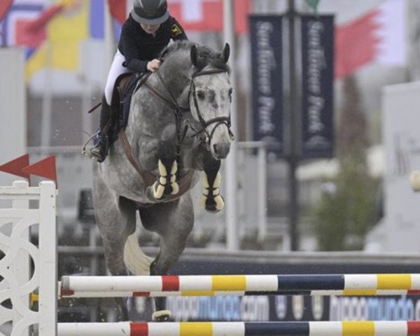 jumper Touman (Holsteiner, 2015, from Toulon)