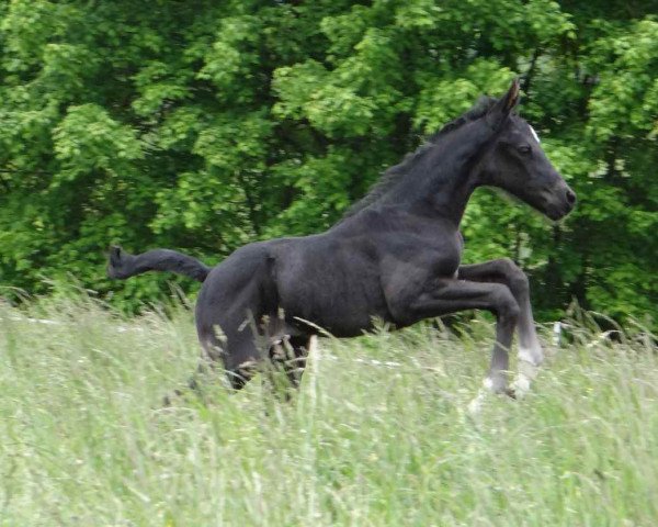 Caballo de salto Dame Noire de Siju (Selle Français, 2013, de Kannan)