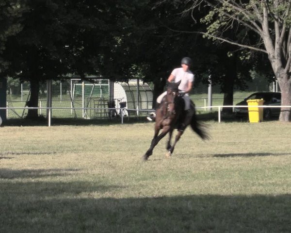 Reitturnier Schwittersdorf-Beesenstedt 2023