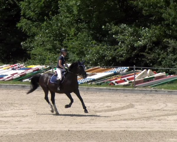 Reitturnier Maienfeld 2023