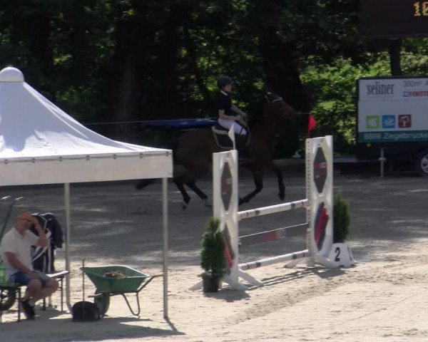 Reitturnier Maienfeld 2023