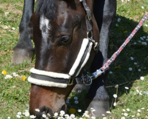 dressage horse Lysander E (Hanoverian, 2016, from Buckingham)