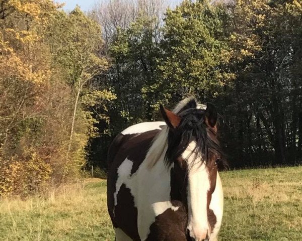 stallion Faraquao l'Evidence (Selle Français, 2015, from Quebracho Semilly)