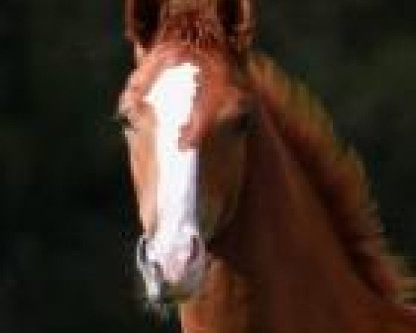 Caflin AB - Dressage
