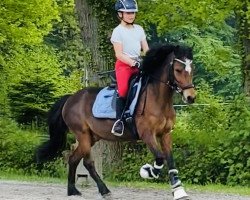 dressage horse Revel Martin (Kleines Deutsches Pony, 2008, from Revel Menai)