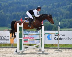 Springpferd Cassiopeia P CH (Schweizer Warmblut, 2013, von Casiro I)