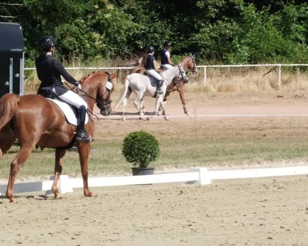 Reitturnier Heiligenwald 2023