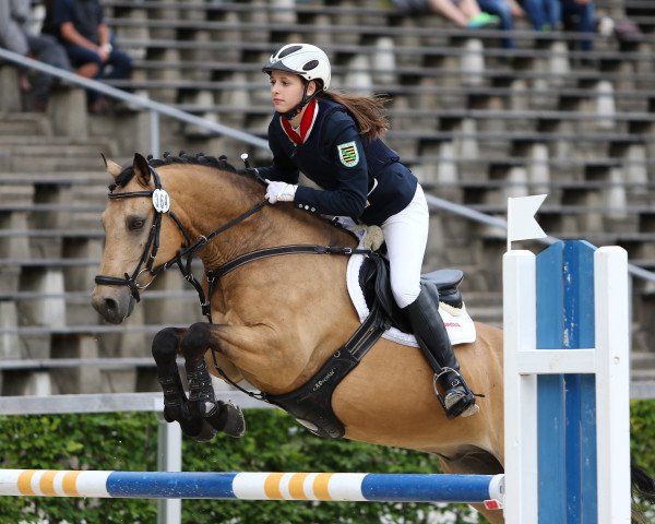 jumper Cierow (German Riding Pony, 2005, from FS Champion de Luxe) jumper Cierow (German Riding Pony, 2005, from FS Champion de Luxe)