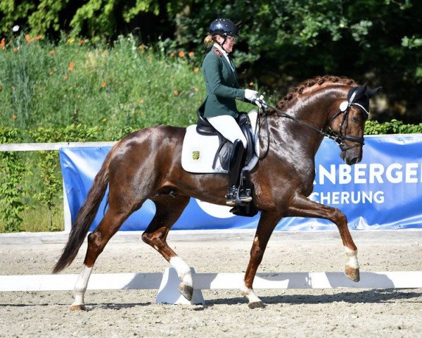 stallion Viva Vitalis 2 (Oldenburg, 2019, from Vitalis)