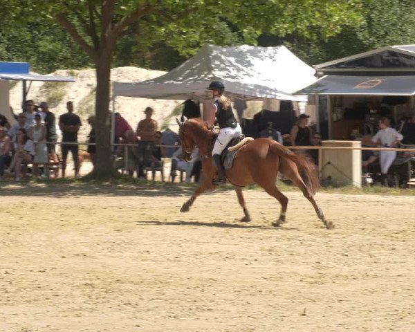 Reitturnier Heiligenwald 2023
