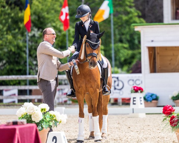 stallion Dallas 51 (Westphalian, 2009, from Dressman V)