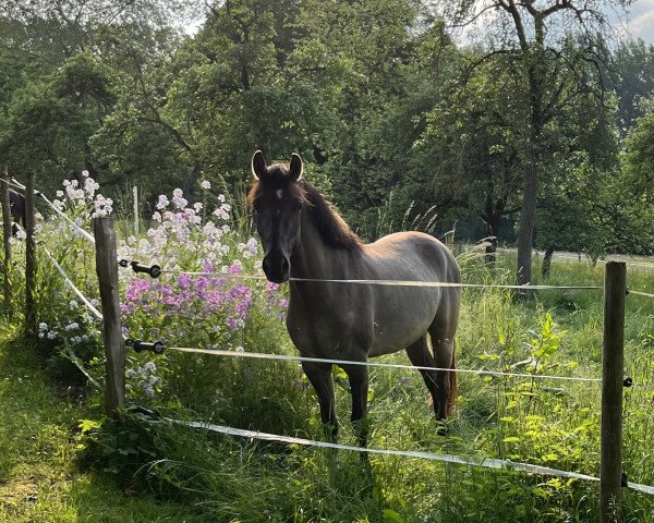 Pferd Datings Golden Fury (Deutsches Reitpony, 2020, von Dating AT NRW)