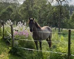Pferd Datings Golden Fury (Deutsches Reitpony, 2020, von Dating AT NRW)