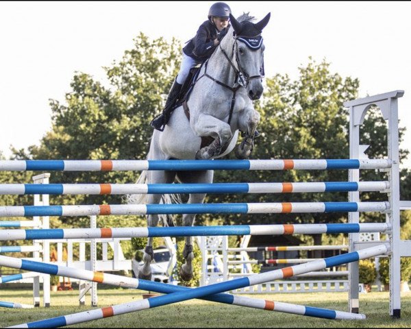 jumper Citizan Kane (Holsteiner, 2010, from Cassito)