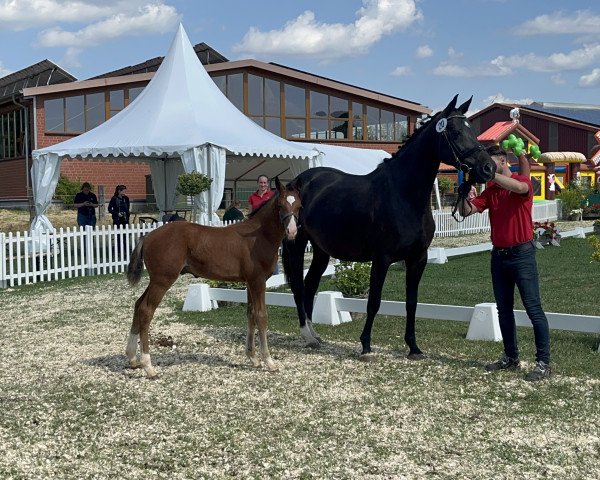 horse Hengst von Colorit / Contendro I (Westphalian, 2023, from Colorit)