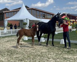 horse Hengst von Colorit / Contendro I (Westphalian, 2023, from Colorit)