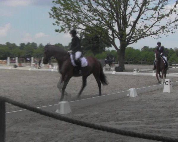 Reitturnier Handorf 2023