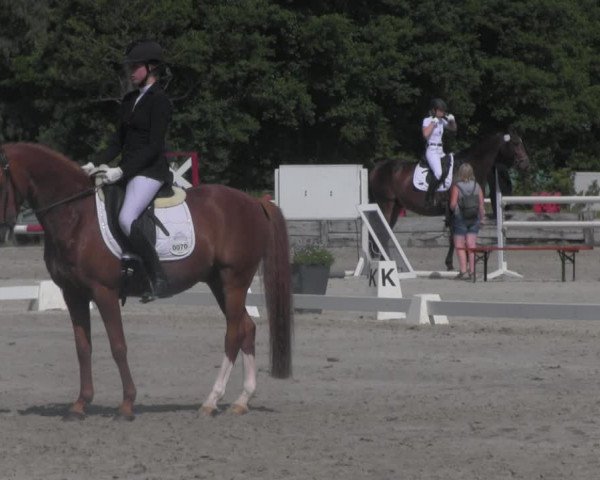 Reitturnier Handorf 2023