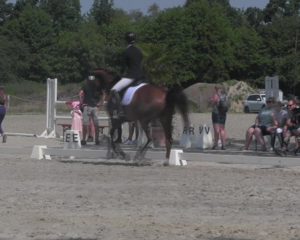 Reitturnier Handorf 2023