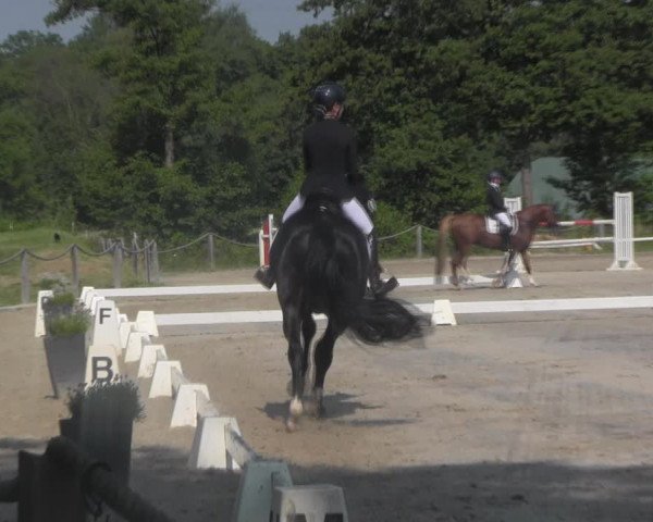 Reitturnier Handorf 2023