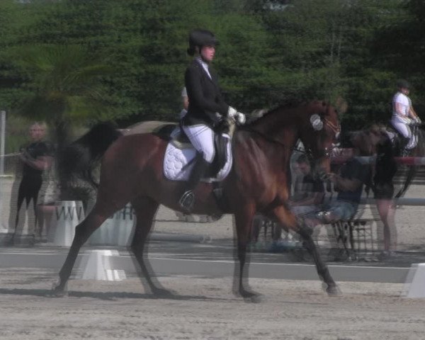 Reitturnier Handorf 2023