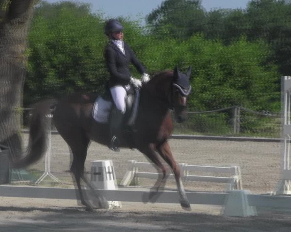 Reitturnier Handorf 2023