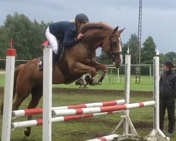 horse Champ for me (Hanoverian, 2008, from Champion For Pleasure)