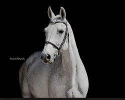 stallion Celer 2 (Slovenian Warmblood, 2003, from Carthago)