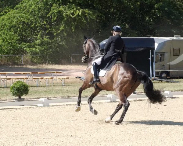 Reitturnier Heiligenwald 2023
