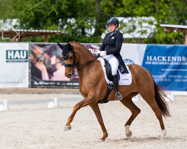 broodmare Vanity Fair FRH (Rhinelander, 2015, from Vivaldi)