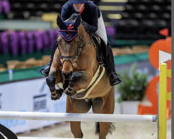 jumper Diandra H (Holsteiner, 2015, from Diarado)
