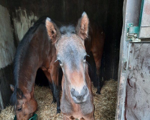 horse Hengst von Crunch (Holsteiner, 2022, from Crunch 3)