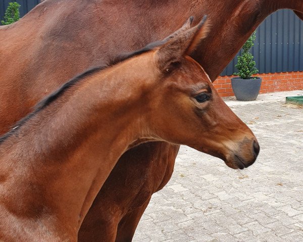 horse Amaretto (Trakehner, 2021, from Singolo)