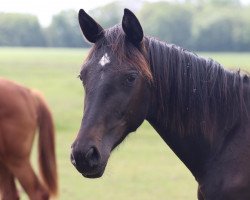 broodmare Gill L (Oldenburg, 2021, from Bon Coeur)