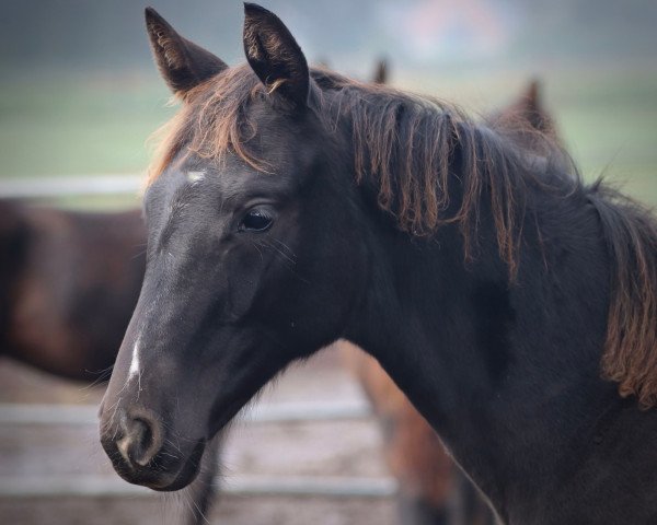 horse Kathness L (Trakehner, 2022, from Singolo)