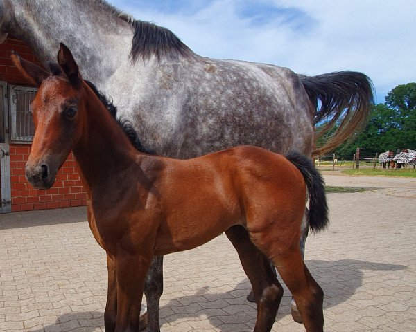 broodmare Lou Bumblebee (Trakehner, 2022, from Asagao xx)