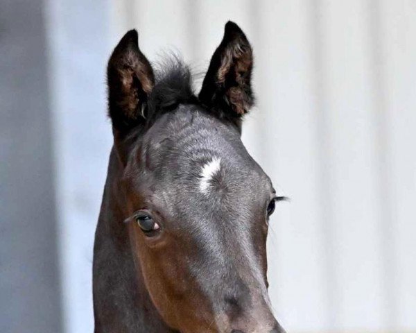 horse San Graciano L (Oldenburg, 2022, from San Amour I)