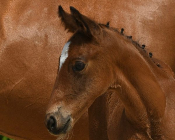 horse Zuccalli MM (German Sport Horse, 2023, from Zenegro)