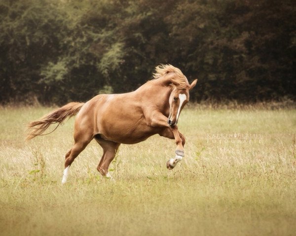 Pferd Enny (Hannoveraner, 2019, von Edward 28)