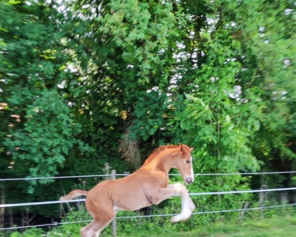 Pferd Hengst von Sir Escolar / Show Star (Westfale, 2022, von Sir Escolar)