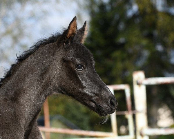 horse Stella della Luna MM (German Sport Horse, 2023, from Darwin Z)