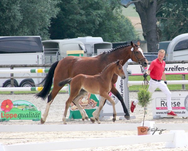 horse Stute von Maxim / Florenciano (Westphalian, 2021, from Maxim - N)
